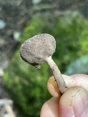 Helvella fibrosa