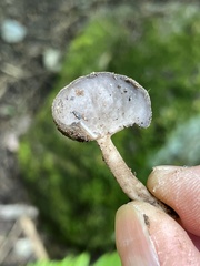 Helvella fibrosa