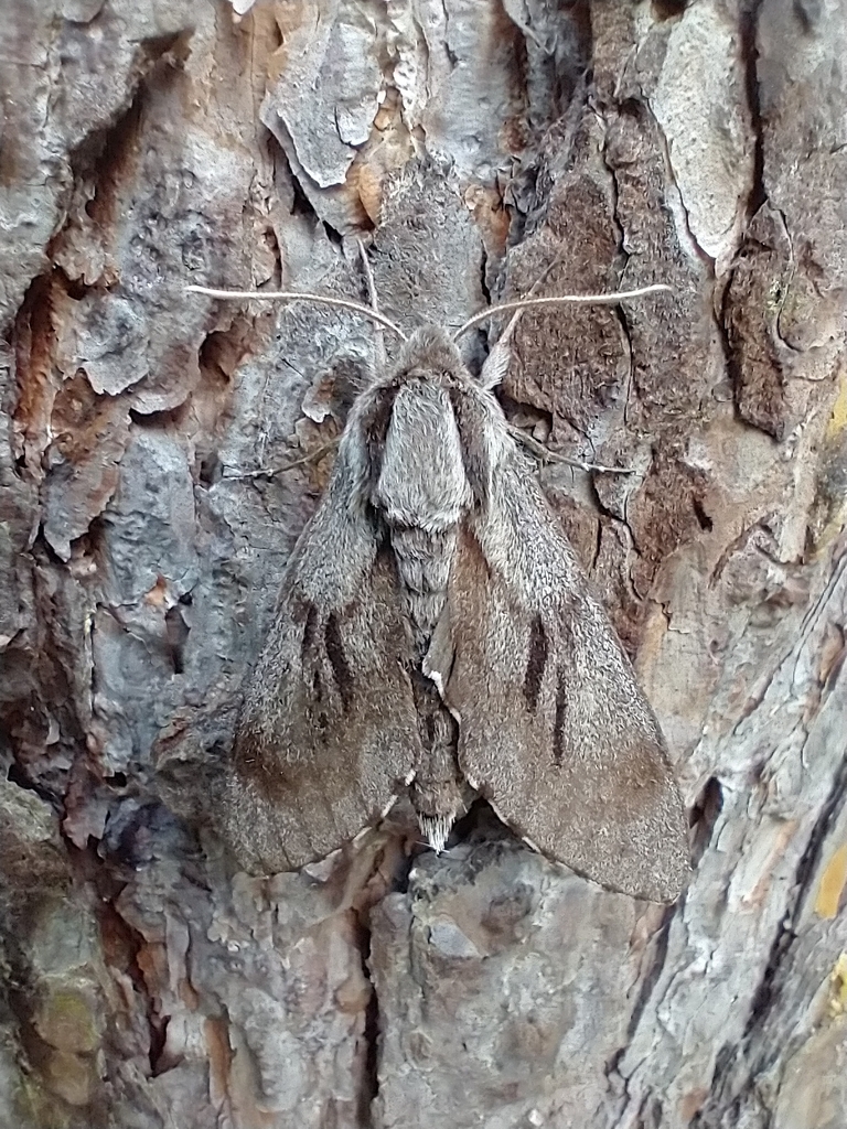 Pine Hawkmoth