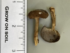 Helvella fibrosa
