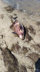 Phocoena phocoena relicta
