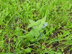 Symphytum caucasicum
