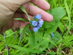Symphytum caucasicum
