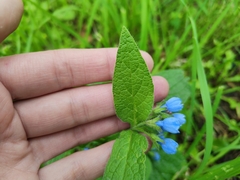 Symphytum caucasicum