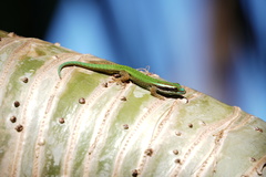 Phelsuma inexpectata