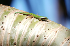 Phelsuma inexpectata