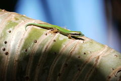 Phelsuma inexpectata