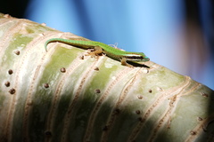 Phelsuma inexpectata