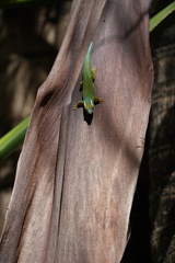 Phelsuma inexpectata