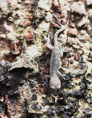 Hemidactylus bowringii