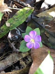 Heterotis rotundifolia