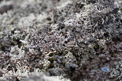 Stereocaulon vulcani