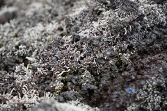 Stereocaulon vulcani