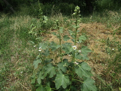 Alcea nudiflora