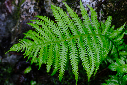 Thelypteris quelpaertensis iNat (3)