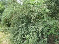 Cotoneaster neoantoninae