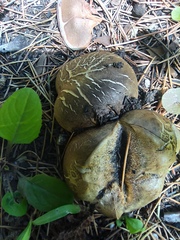 Scleroderma