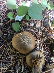 Scleroderma