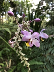 Spathoglottis pacifica