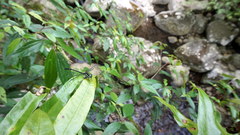 Stylogomphus shirozui