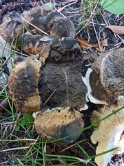 Scleroderma