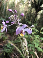 Spathoglottis pacifica
