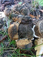 Scleroderma