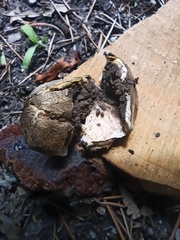 Scleroderma