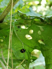 Harmonia axyridis