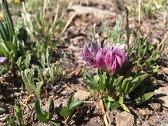 Trifolium parryi