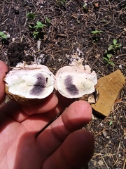 Scleroderma