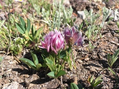 Trifolium parryi