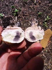 Scleroderma