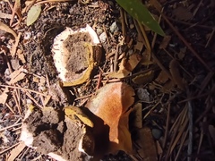 Scleroderma