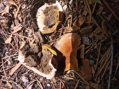 Scleroderma