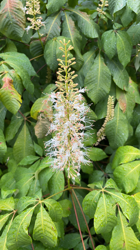 Image of Bottlebrush Buckeye (Aesculus parviflora) by (c) Codrin Bucur, some rights reserved (CC BY)