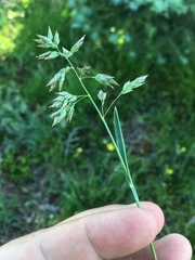 Poa alpina