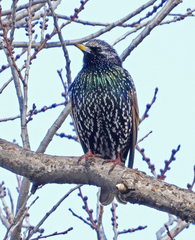 Sturnus vulgaris