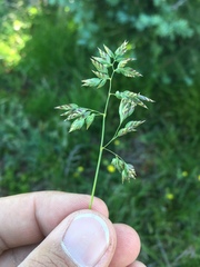 Poa alpina