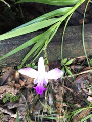 Arundina graminifolia