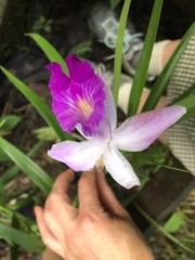 Arundina graminifolia