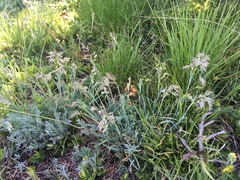 Poa alpina