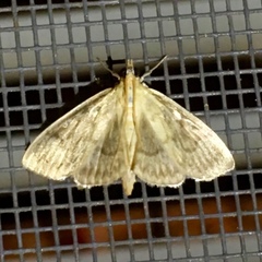 Crocidophora serratissimalis