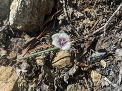 Calochortus elegans