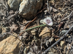 Calochortus elegans