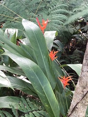 Heliconia psittacorum