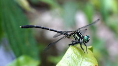 Stylogomphus shirozui