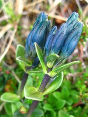 Gentiana glauca