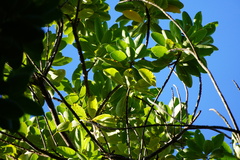 Sideroxylon borbonicum