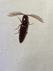 Dicrepidius palmatus